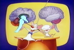 Brainstem