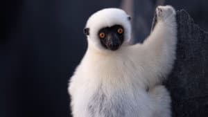 Madagascar