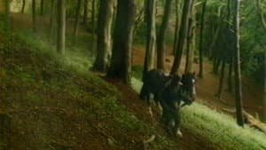 Spirits of the Forest