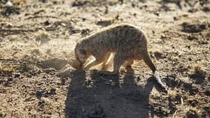 Cats, Hippos and Meerkats