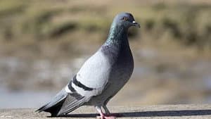 Pigeon Factory and Fish Snipers