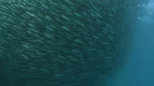 Predator Swarm