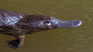 Puppy Dog Eyes and Weird Platypus