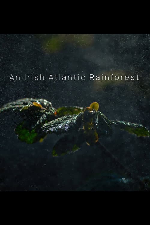 An Irish Atlantic Rainforest
