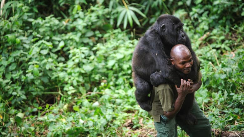 Virunga