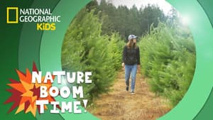 Holiday Tree Farm