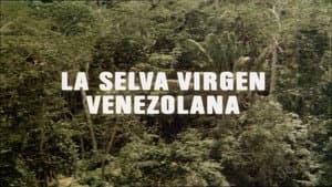 The Venezuelan Virgin Jungle