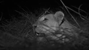 A Leopard's Tale