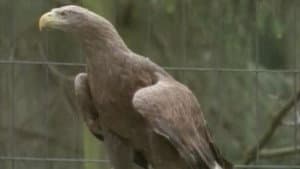 The Eagles From The East 4