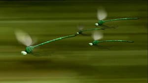 Dragonflies