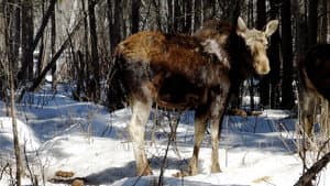 Moose Rampage