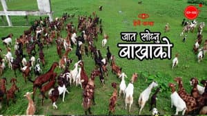 Jaat Sodhnu Bakhrako
