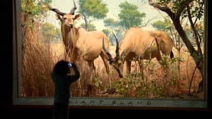Museum of Natural History