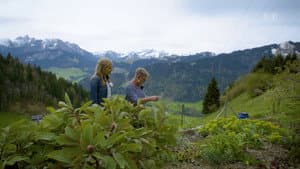 A mountain garden