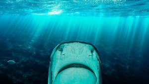 Why Sharks Attack: The Red Sea Tragedy